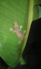 Hemidactylus frenatus