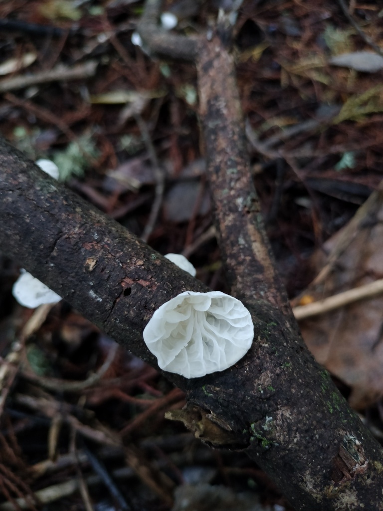 Campanella tristis · April 2025 · photo: © bagels_nz (iNaturalist, cc0)