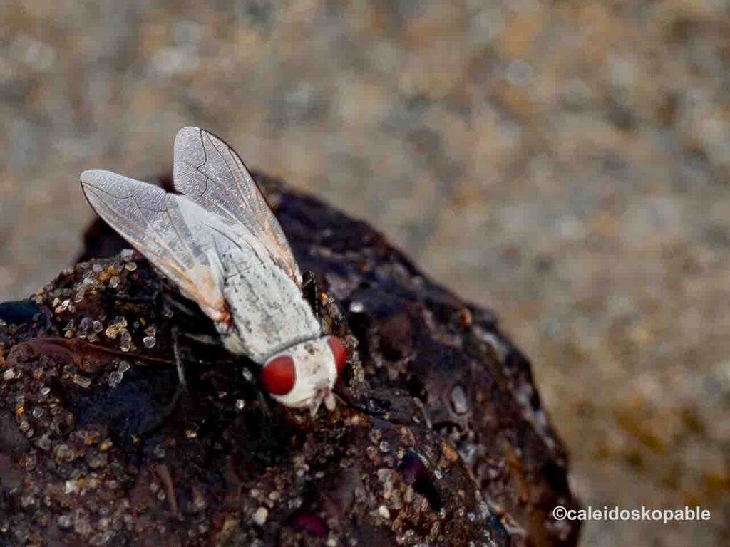Leucomyia