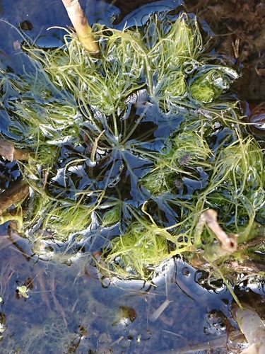 Tassel Stonewort (Sphaerochara intricata)