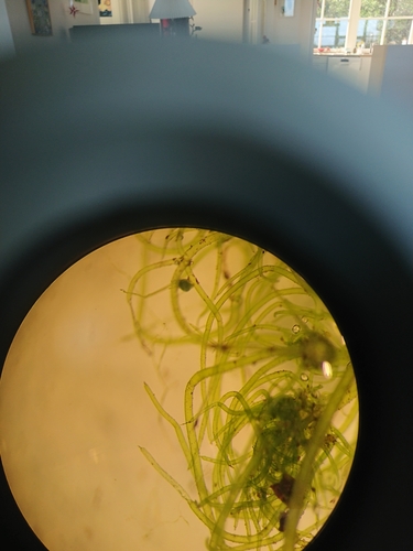 Image of Sphaerochara intricata by no rights reserved