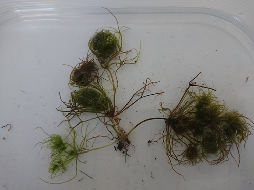Image of Sphaerochara intricata by no rights reserved