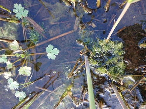 Image of Sphaerochara intricata by no rights reserved