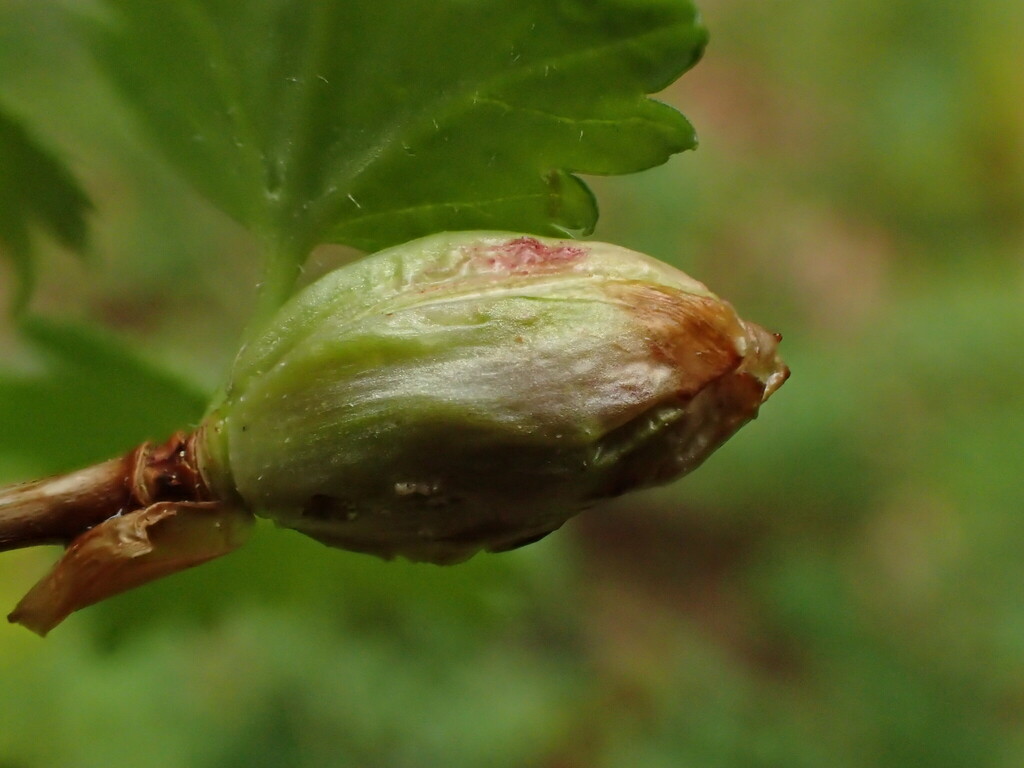 Blackcurrant gall mite, Big bud mite
