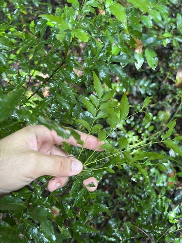 Lepiderema pulchella, photograph 4