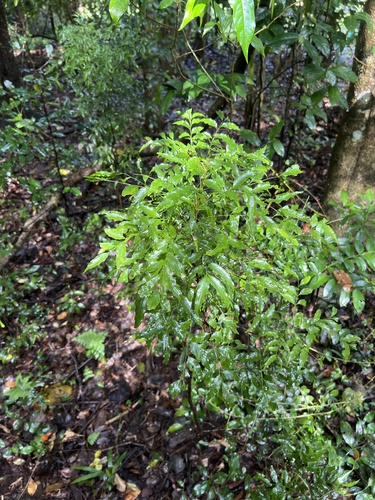 Lepiderema pulchella, photograph 2