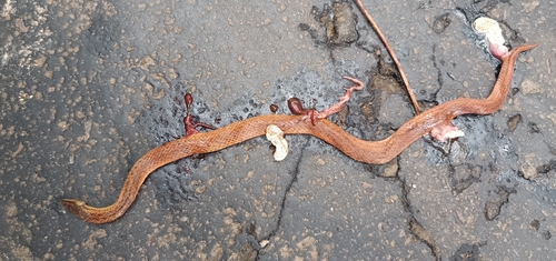 Common Rough-sided Snake