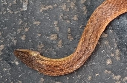 Common Rough-sided Snake