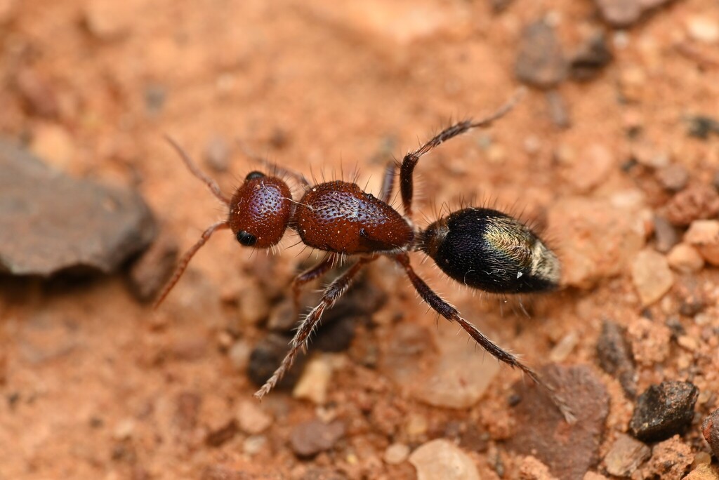 Ephutomorpha pulchella