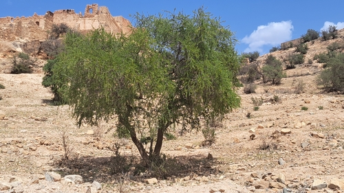 Argan tree