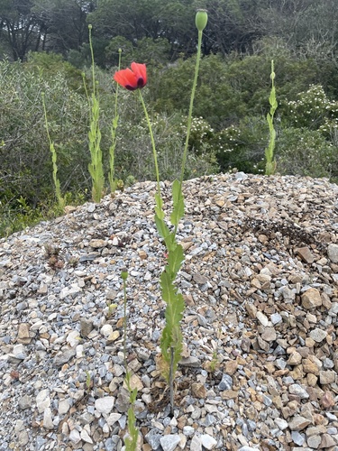 Poppy of Troy (Papaver setigerum)