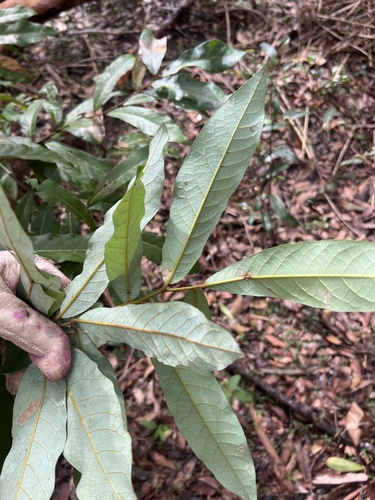 Image of White Walnut (Cryptocarya obovata) by (c) Lucas Christofides, some rights reserved (CC BY)