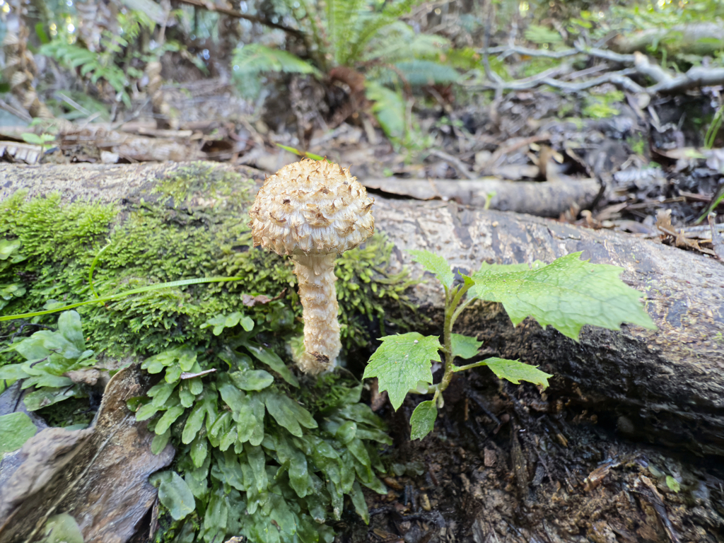 Lacrymaria asperospora