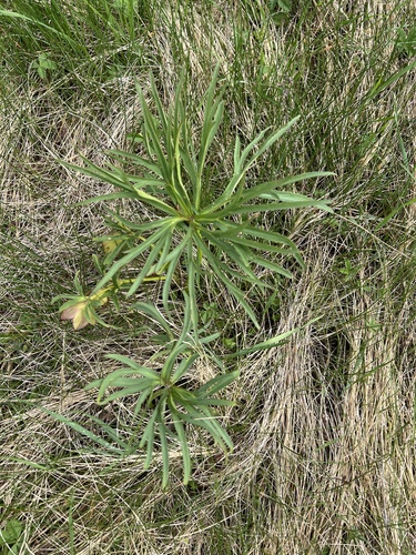 Helleborus multifidus (Helleborus multifidus)