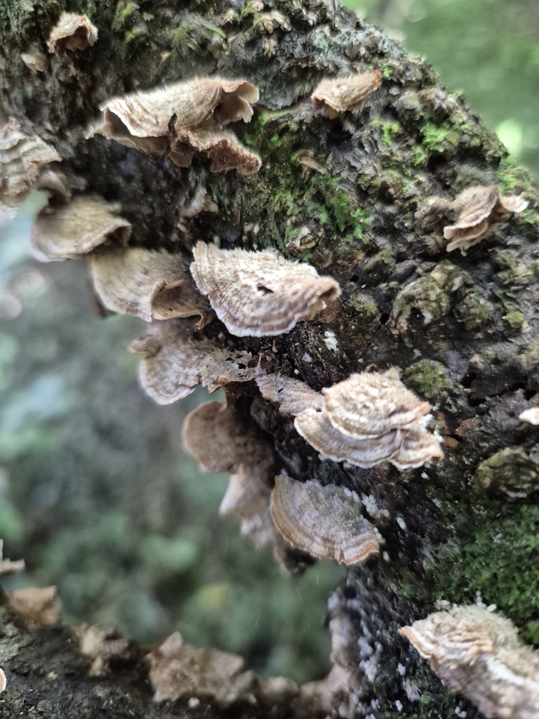 Stereum vellereum · April 2025 · photo: © rempson (iNaturalist, cc-by)