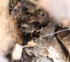 Asaphidion curtum
