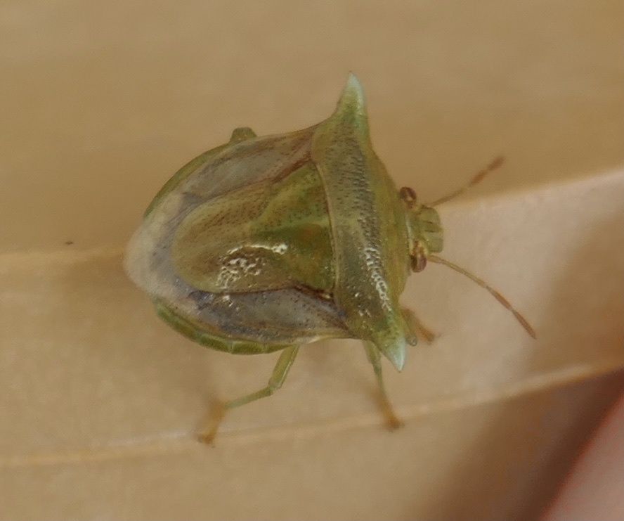 Hoplistodera recurva