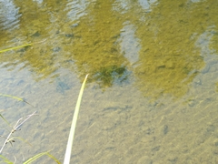 Ephydatia fluviatilis