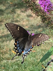 Papilio glaucus glaucus