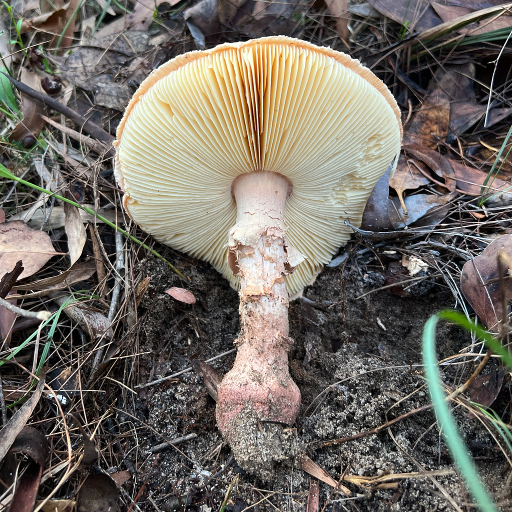 Amanita ochrophylla · April 2025 · photo: © douch (iNaturalist, cc-by-sa)