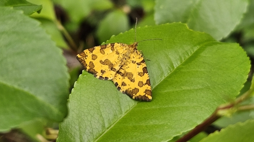 Pseudopanthera macularia
