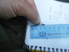 Coenagrion interrogatum