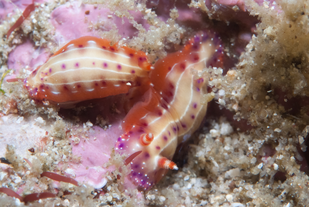 Double-banded Split-tooth Dorid