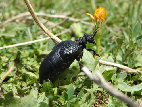 Meloe tuccius