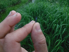 Coenagrion interrogatum