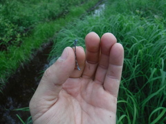Coenagrion interrogatum