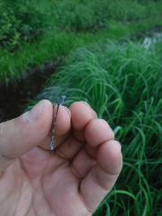 Coenagrion interrogatum