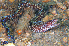 Spotted Moray photo 3
