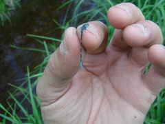 Coenagrion interrogatum