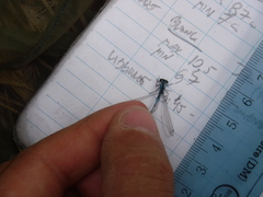 Coenagrion interrogatum