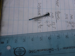 Coenagrion interrogatum