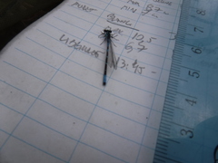 Coenagrion interrogatum