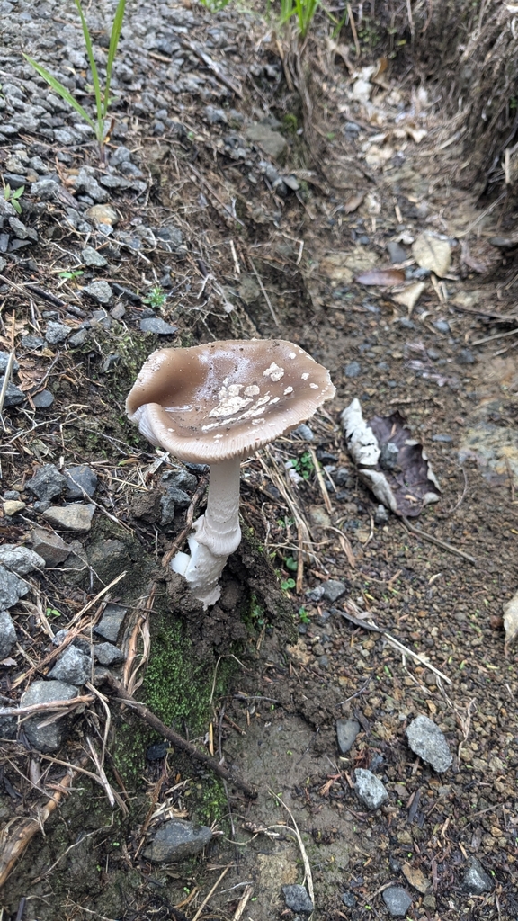Amanita nothofagi · April 2025 · photo: © maria4483 (iNaturalist, cc0)