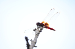 Urothemis signata yiei
