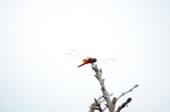Urothemis signata yiei