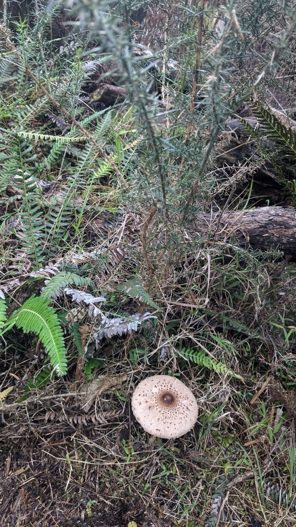 Macrolepiota clelandii · April 2025 · photo: © maria4483 (iNaturalist, cc0)