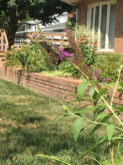 Papilio glaucus glaucus