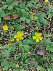 Hoary Cinquefoil (Potentilla incana)