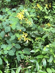 Forsythia × intermedia