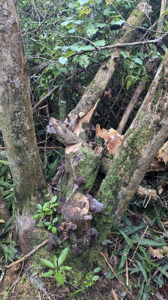 Auricularia cornea · April 2025 · photo: © maria4483 (iNaturalist, cc0)
