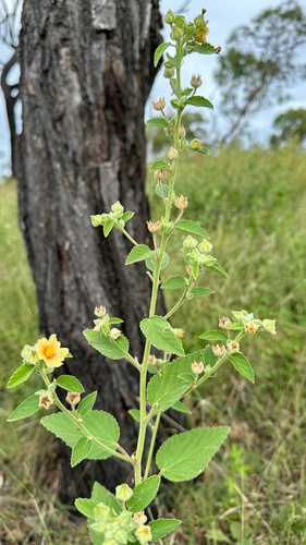 Sida cordifolia