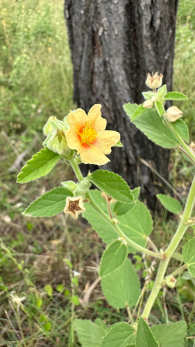 Sida cordifolia