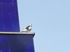 Columba livia domestica