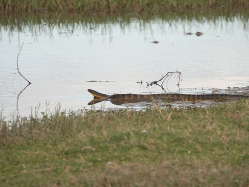 Western Tiger Snake sighting