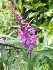 Linaria purpurea