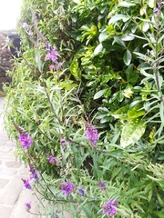 Linaria purpurea